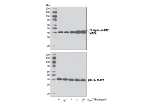  Image 3: Mouse His6 Tumor Necrosis Factor-α (mHis6TNF-α)