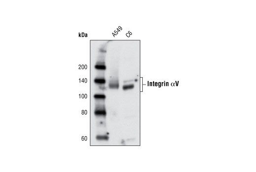  Image 5: Integrin Antibody Sampler Kit