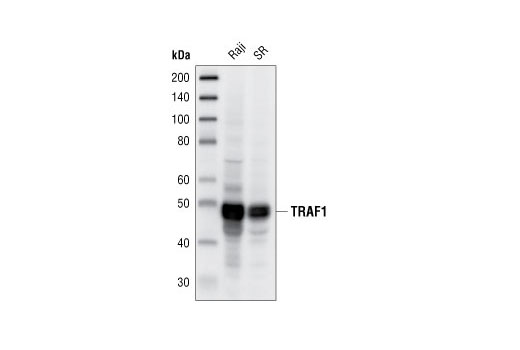  Image 2: TRAF Antibody Sampler Kit