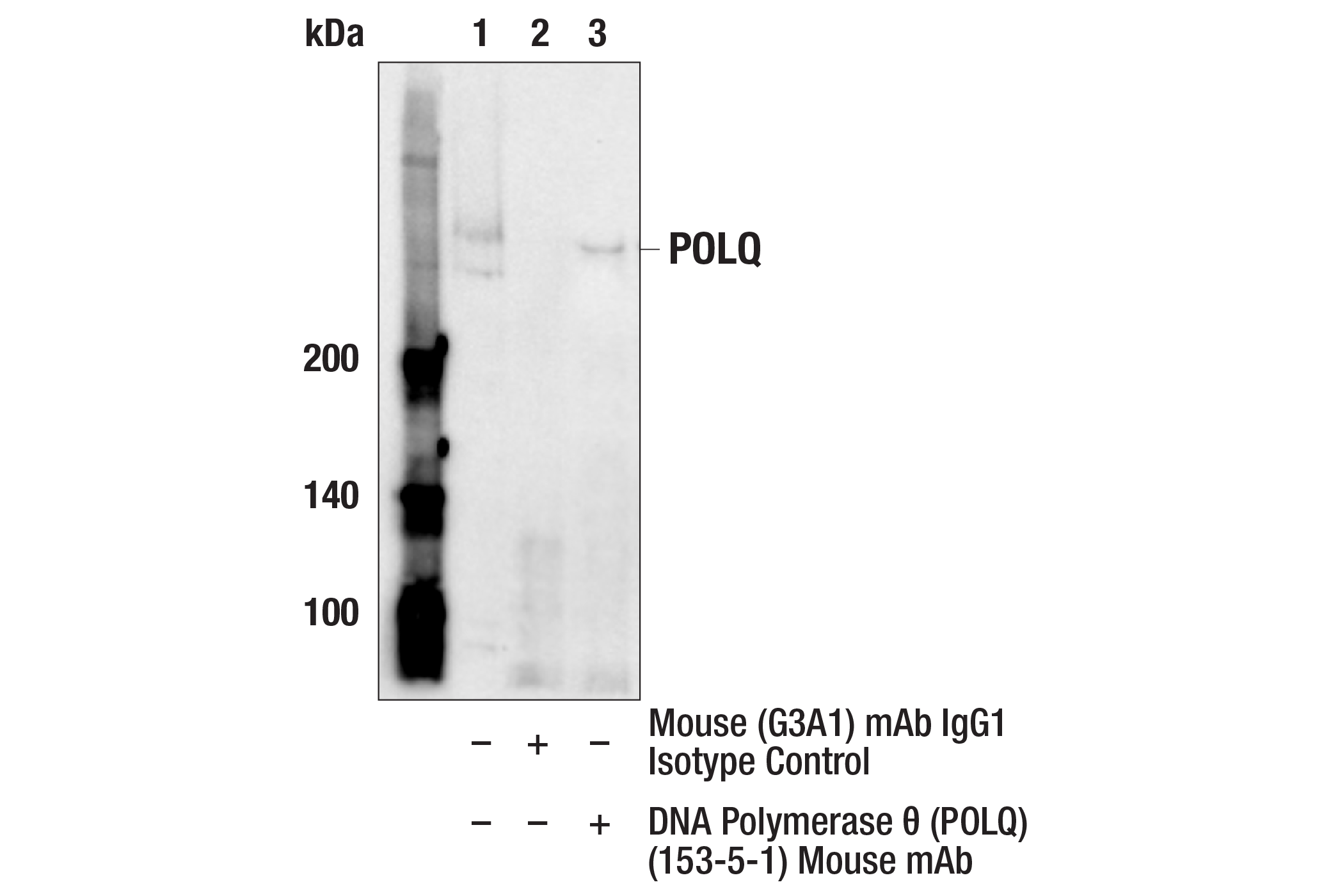 DNA Polymerase θ POLQ 153 5 1 Mouse mAb Cell Signaling Technology