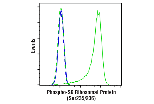 Image 22: PhosphoPlus® S6 Ribosomal Protein (Ser235/Ser236) Antibody Duet