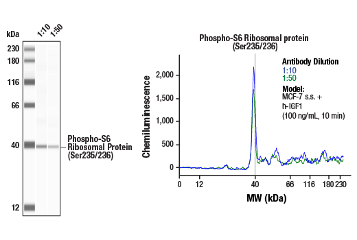 Western Blotting Image 2: Phospho-S6 Ribosomal Protein (Ser235/236) (D57.2.2E) XP® Rabbit mAb