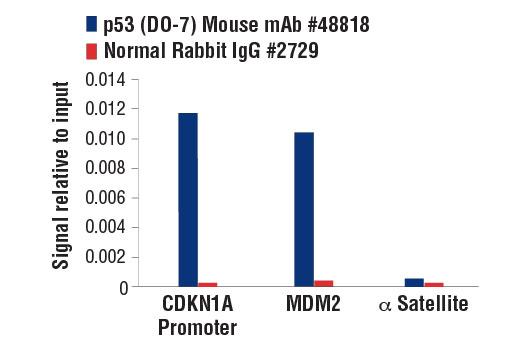 Chromatin Immunoprecipitation Image 1: p53 (DO-7) Mouse mAb
