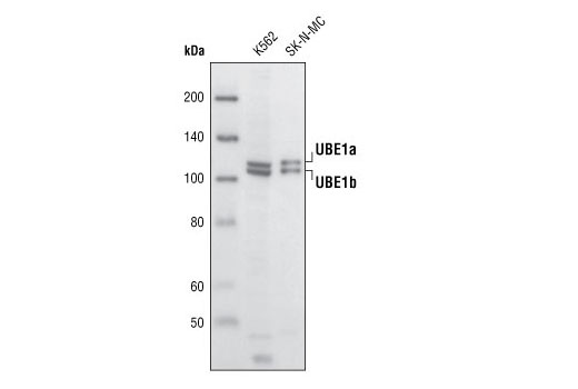 Western Blotting Image 1: UBE1a/b Antibody