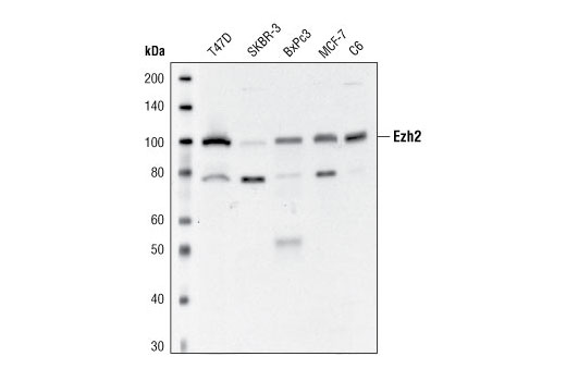 Western Blotting Image 1: Ezh2 Antibody