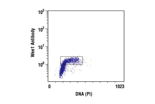 Flow Cytometry Image 1: Wee1 Antibody