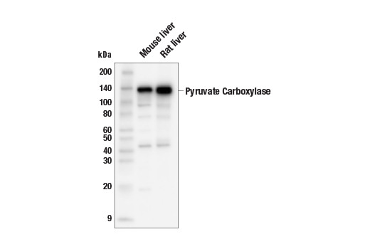 Western Blotting Image 2: Pyruvate Carboxylase (E6S3A) Rabbit mAb