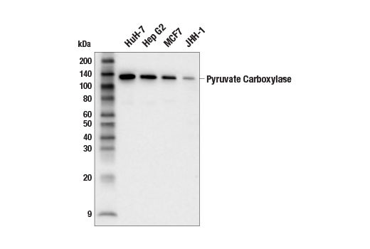 Western Blotting Image 1: Pyruvate Carboxylase (E6S3A) Rabbit mAb