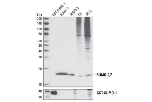  Image 9: Protein Folding and Stability Antibody Sampler Kit