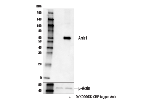 Western Blotting Image 1: DYKDDDDK Tag (D6W5B) Rabbit mAb (Binds to same epitope as Sigma-Aldrich Anti-FLAG M2 antibody) (Biotinylated)