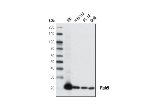  Image 3: Rab Family Antibody Sampler Kit