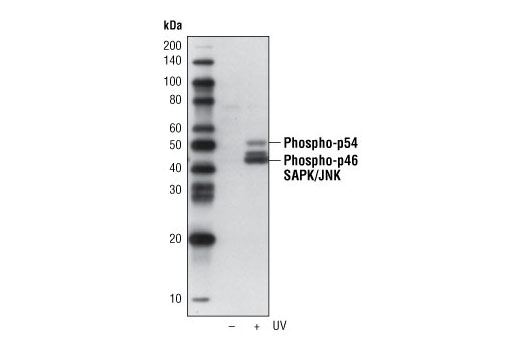 Western Blotting Image 1: Phospho-SAPK/JNK (Thr183/Tyr185) (G9) Mouse mAb (Biotinylated)