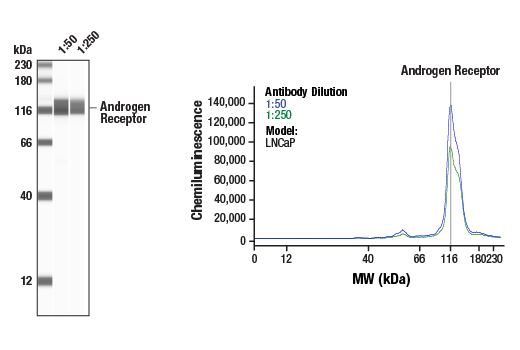  Image 6: Nuclear Receptor Antibody Sampler Kit