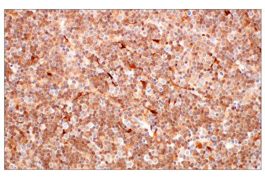 Immunohistochemistry Image 2: SERPINB9 (E9J8J) XP® Rabbit mAb (BSA and Azide Free)