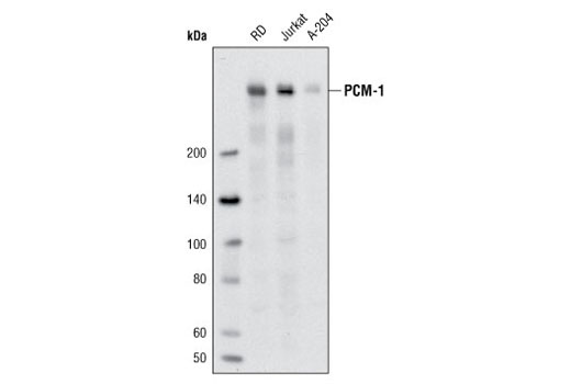 Western Blotting Image 1: PCM-1 (Q15) Antibody
