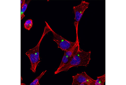 Immunofluorescence Image 1: PCM-1 (Q15) Antibody