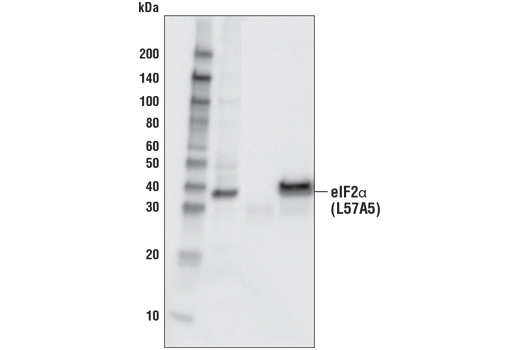 Immunoprecipitation Image 1: eIF2α (D7D3) XP® Rabbit mAb