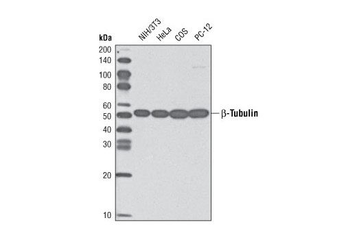 Western Blotting Image 1: β-Tubulin (9F3) Rabbit mAb (HRP Conjugate)