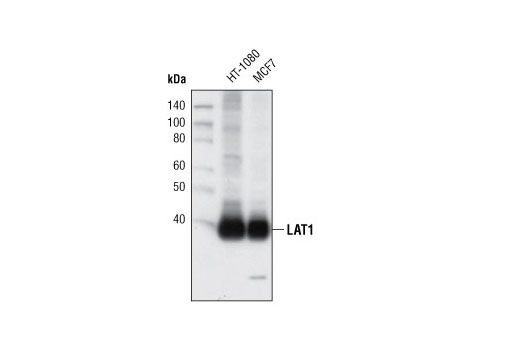 Western Blotting Image 1: LAT1 Antibody