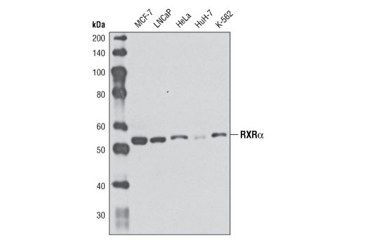 Western Blotting Image 1: RXRα Antibody