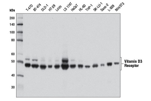 Western Blotting Image 1: Vitamin D3 Receptor (D2K6W) Rabbit mAb (BSA and Azide Free)