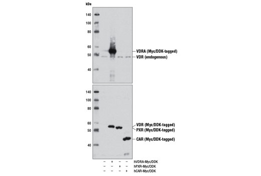 Western Blotting Image 3: Vitamin D3 Receptor (D2K6W) Rabbit mAb (BSA and Azide Free)