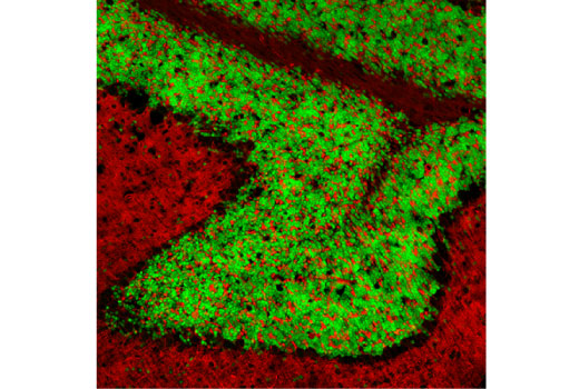 Immunofluorescence Image 1: NeuN (D4G4O) XP® Rabbit mAb (Alexa Fluor® 488 Conjugate)