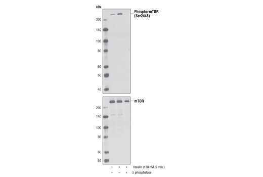  Image 5: PhosphoPlus® mTOR (Ser2448) Antibody Duet
