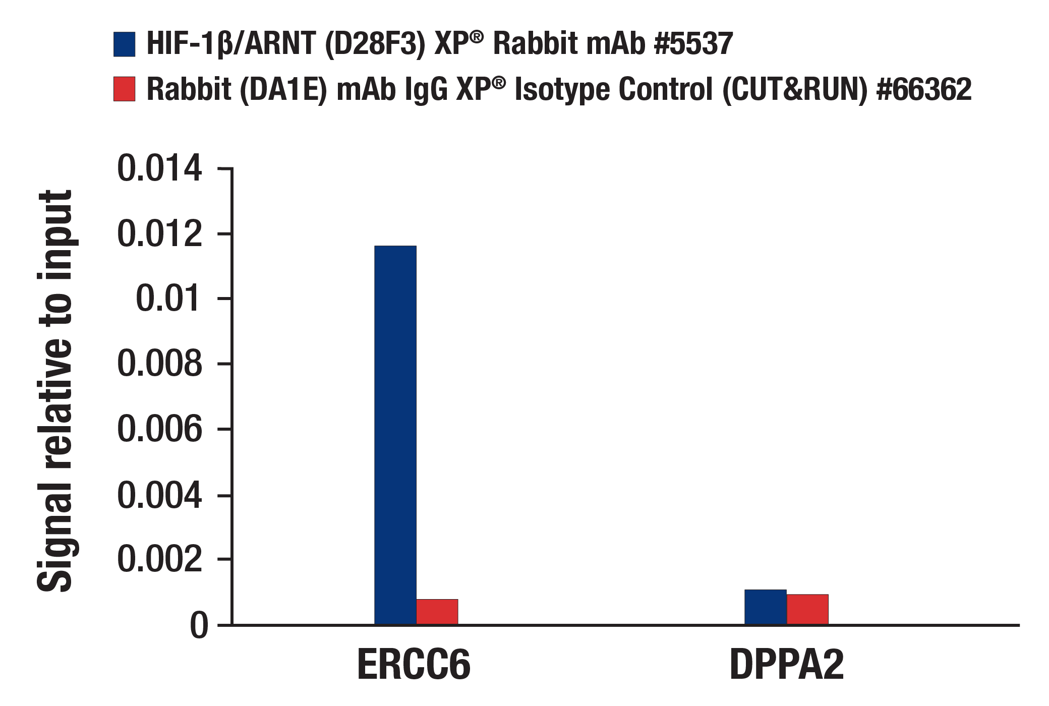 CUT and RUN Image 3: HIF-1β/ARNT (D28F3) XP® Rabbit mAb