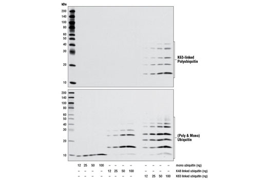 Western Blotting Image 3: K63-linkage Specific Polyubiquitin (D7A11) Rabbit mAb