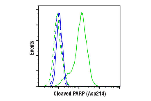  Image 9: PhosphoPlus® Cleaved PARP (Asp214) Antibody Duet