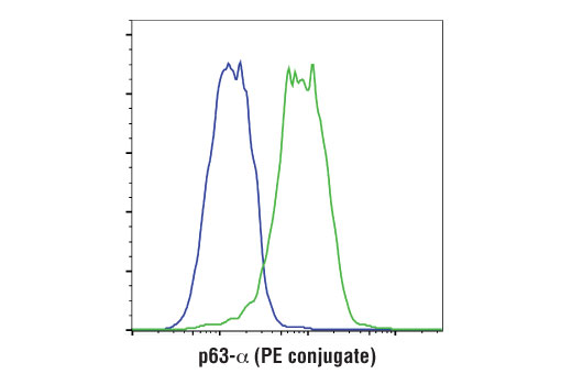 Flow Cytometry Image 1: p63-α (D2K8X) XP® Rabbit mAb (PE Conjugate)
