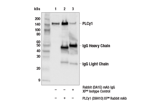  Image 2: PLCγ Antibody Sampler Kit