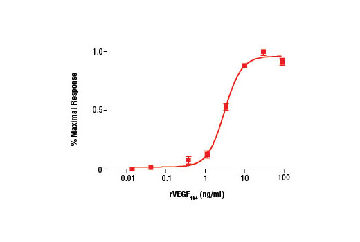  Image 1: Rat Vascular Endothelial Growth Factor-164 (rVEGF164 )
