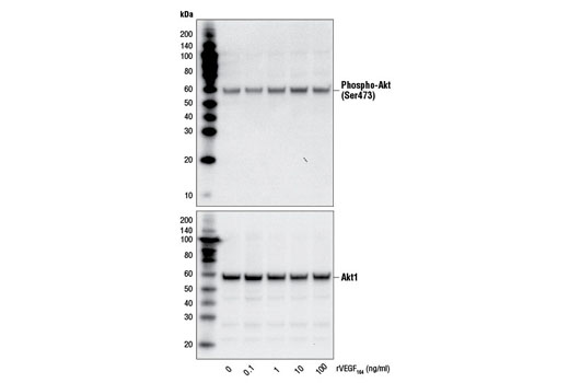  Image 3: Rat Vascular Endothelial Growth Factor-164 (rVEGF164 )