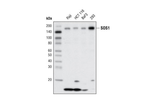 Western Blotting Image 1: SOS1 Antibody