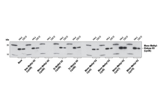 Western Blotting Image 1: Mono-Methyl-Histone H3 (Lys36) Antibody