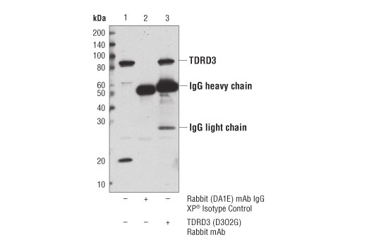Immunoprecipitation Image 1: TDRD3 (D3O2G) Rabbit mAb