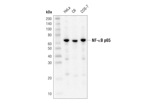 Western Blotting Image 1: NF-κB p65 (D14E12) XP® Rabbit mAb (HRP Conjugate)