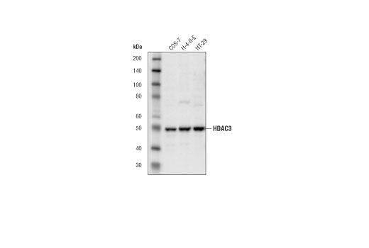 Western Blotting Image 1: Histone Deacetylase 3 (HDAC3) Antibody