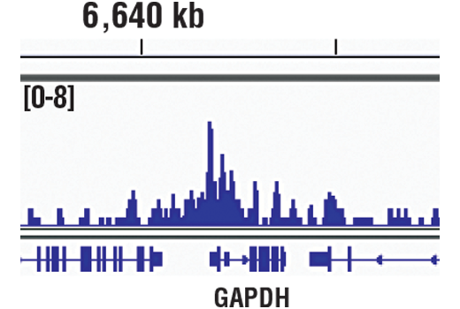 Chromatin Immunoprecipitation Image 1: SET1A (D3V9S) Rabbit mAb