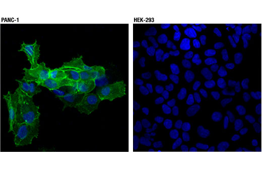 Immunofluorescence Image 1: CD13/APN (D6V1W) Rabbit mAb (BSA and Azide Free)