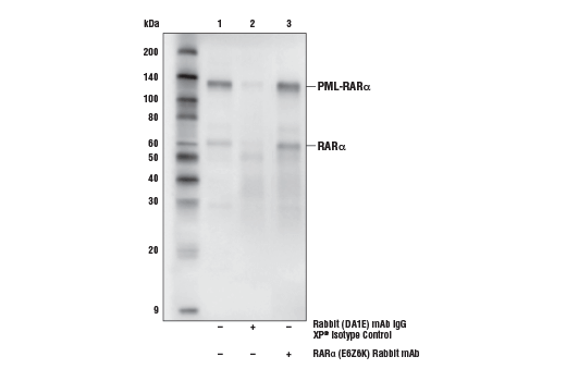 Immunoprecipitation Image 1: RARα (E6Z6K) Rabbit mAb
