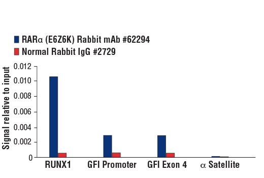 Chromatin Immunoprecipitation Image 1: RARα (E6Z6K) Rabbit mAb