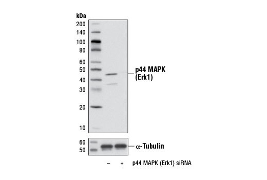  Image 1: SignalSilence® p44 MAPK (Erk1) siRNA I (Mouse Specific)