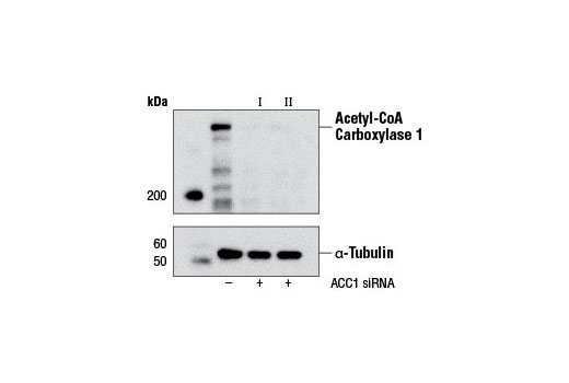  Image 1: SignalSilence® Acetyl-CoA Carboxylase 1 siRNA II (Mouse Specific)