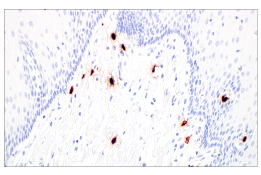 Immunohistochemistry Image 10: Tryptase (10D11) Mouse mAb