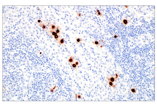 Immunohistochemistry Image 9: Tryptase (10D11) Mouse mAb