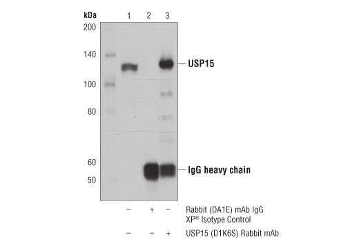 Immunoprecipitation Image 1: USP15 (D1K6S) Rabbit mAb