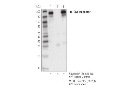 Immunoprecipitation Image 1: CSF-1R/M-CSF-R (D3O9X) XP® Rabbit mAb